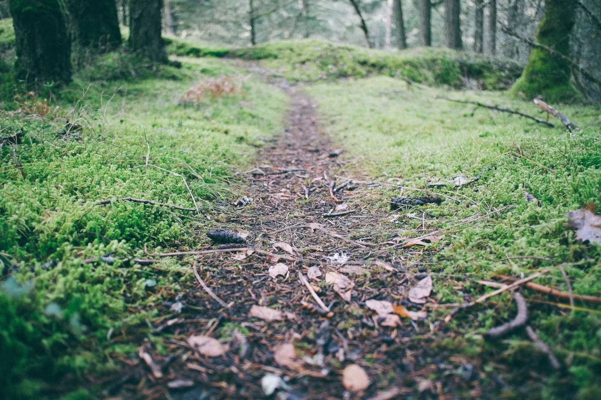 Sendero estrecho rodeado de musgo y árboles en un bosque verde, representando el camino hacia una vida saludable
