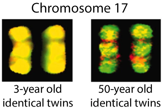 Comparación del cromosoma 17 en gemelos idénticos de 3 años y 50 años, mostrando diferencias en la metilación del ADN a través de colores amarillos (similitud) y rojos/verdes (divergencia).