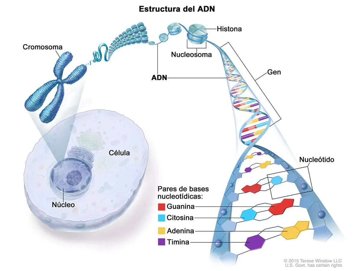 Diagrama de la estructura del ADN, mostrando el núcleo de la célula, cromosomas, histonas, genes y pares de bases nucleotídicas.