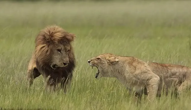 Un león y una leona en la sabana mostrando un comportamiento de interacción social y dominancia.