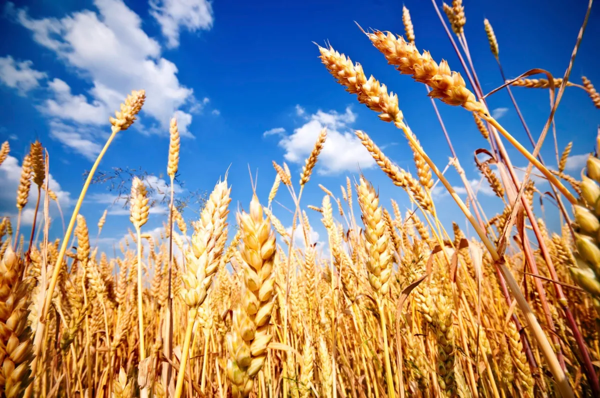 Campo de espigas de trigo maduro bajo un cielo azul, representando el origen de la industria alimentaria.