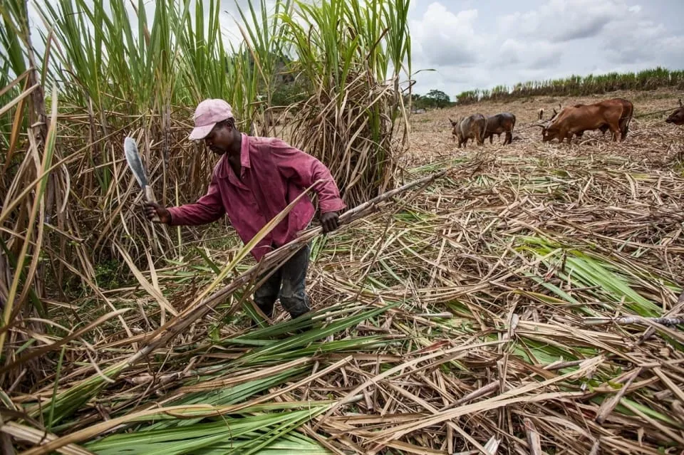 Trabajador agrícola cosechando caña de azúcar a mano en un campo para su posterior refinado industrial