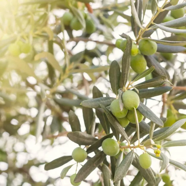 Primer plano de una rama de olivo cargada de aceitunas verdes bajo la luz del sol.