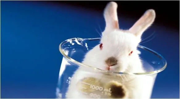 Conejo blanco dentro de un vaso de laboratorio de cristal sobre un fondo azul