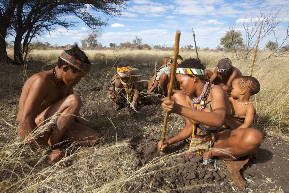 Grupo de cazadores-recolectores buscando tubérculos en el suelo para ilustrar el origen de una microbiota saludable