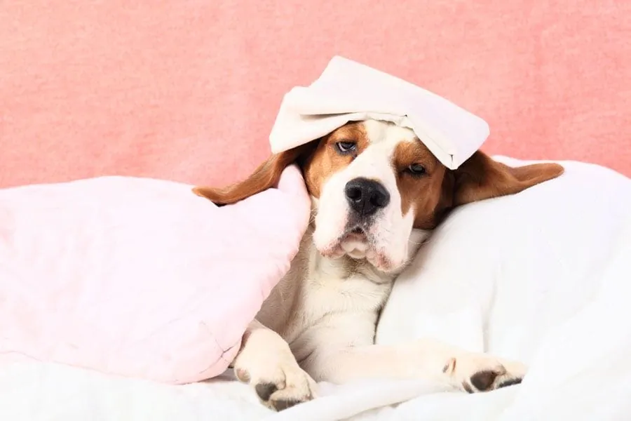 Un perro de raza Beagle acostado en una cama, tapado con una manta rosa y con un paño sobre la cabeza, representando metafóricamente el malestar físico o la enfermedad en un contexto de salud.