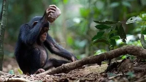 Un chimpancé sentado en el suelo del bosque utilizando una piedra como herramienta para golpear, ilustrando el uso de herramientas rudimentarias en primates y su relación con la evolución.